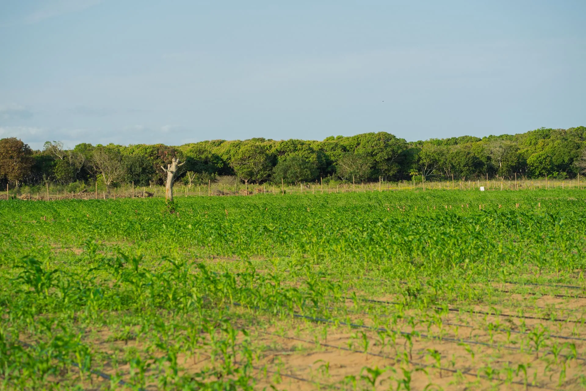 Campo de cultivo da Grão D'Ouro com linhas de irrigação gota-a-gota e mata ao fundo